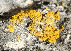 Xanthomendoza ulophyllodes