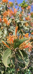 Psittacanthus schiedeanus