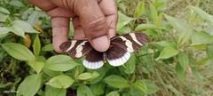 Heliconius eleuchia