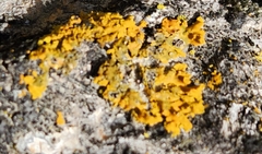 Xanthomendoza ulophyllodes