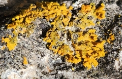 Xanthomendoza ulophyllodes