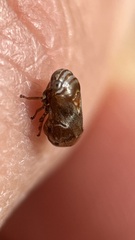 Clastoptera obtusa