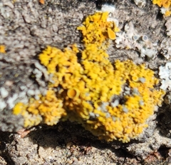 Xanthomendoza ulophyllodes