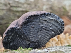 Daldinia childiae