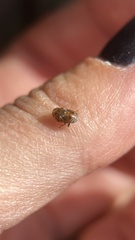 Clastoptera obtusa