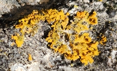 Xanthomendoza ulophyllodes
