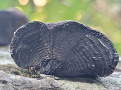Daldinia childiae