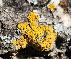 Xanthomendoza ulophyllodes