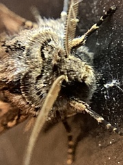 Agrotis gladiaria