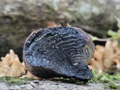 Daldinia childiae