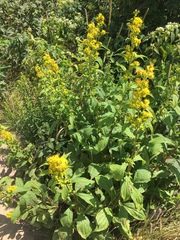 Solidago glomerata