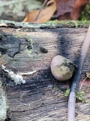 Daldinia childiae