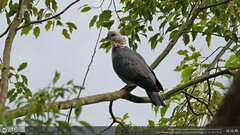 Columba pulchricollis