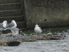 Larus brachyrhynchus