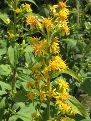 Solidago glomerata