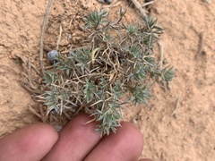 Astragalus kentrophyta tegetarius