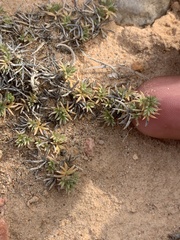 Astragalus kentrophyta tegetarius