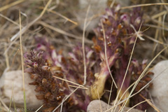 Aphyllon cooperi