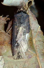 Agrotis ipsilon