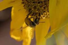 Andrena accepta