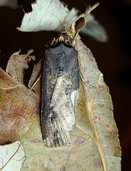 Agrotis ipsilon
