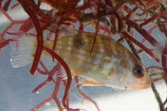 Lutjanus synagris