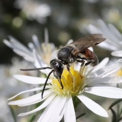 Sphecodogastra