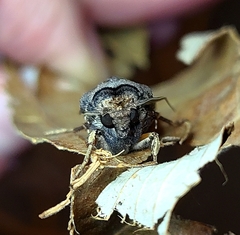 Agrotis ipsilon