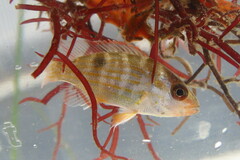 Lutjanus synagris