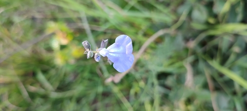 Image of Salvia reptans by no rights reserved