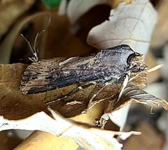 Agrotis ipsilon