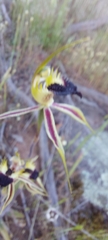 Caladenia stricta