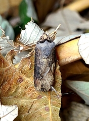 Agrotis ipsilon