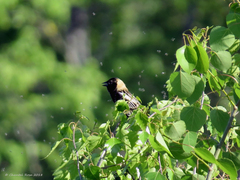 Dolichonyx oryzivorus