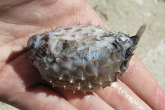 Chilomycterus schoepfii