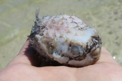 Chilomycterus schoepfii