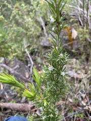 Leucopogon