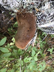 Fuscoporia ferruginosa