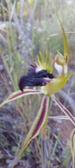 Caladenia stricta