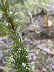 Leucopogon