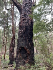 Eucalyptus jacksonii