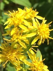 Solidago glomerata