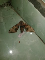 Daphnusa ocellaris