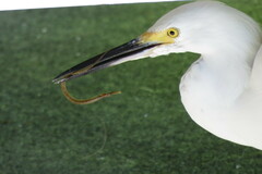 Syngnathus louisianae