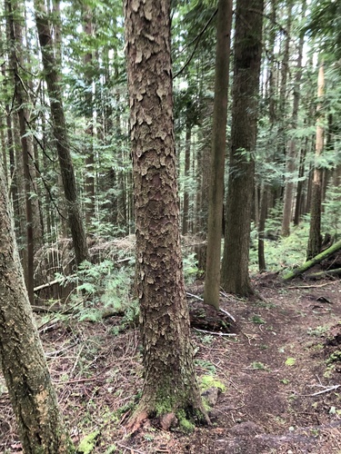 Sitka spruce (Picea sitchensis)