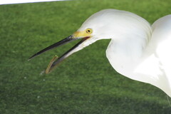 Syngnathus louisianae