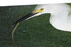 Syngnathus louisianae