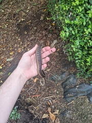 Thamnophis elegans terrestris