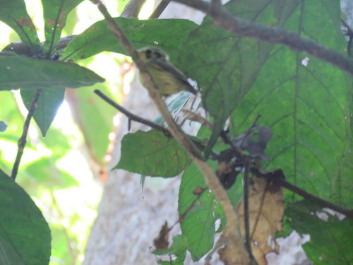 Platyrinchus coronatus