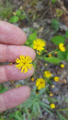 Hieracium amplexicaule